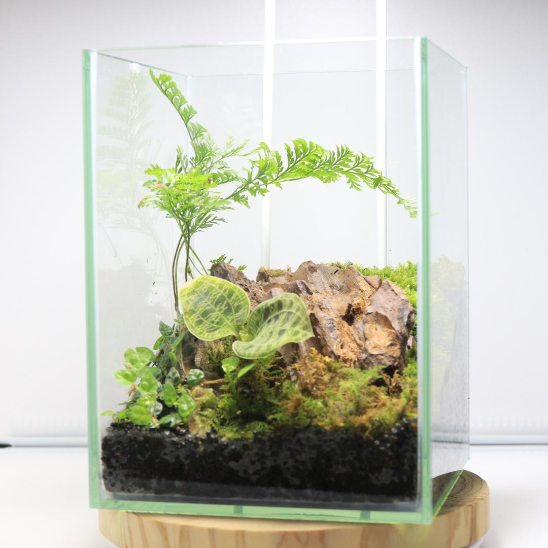 マコデスペトラのコケテラリウム　苔リウム　完成品　テラリウム