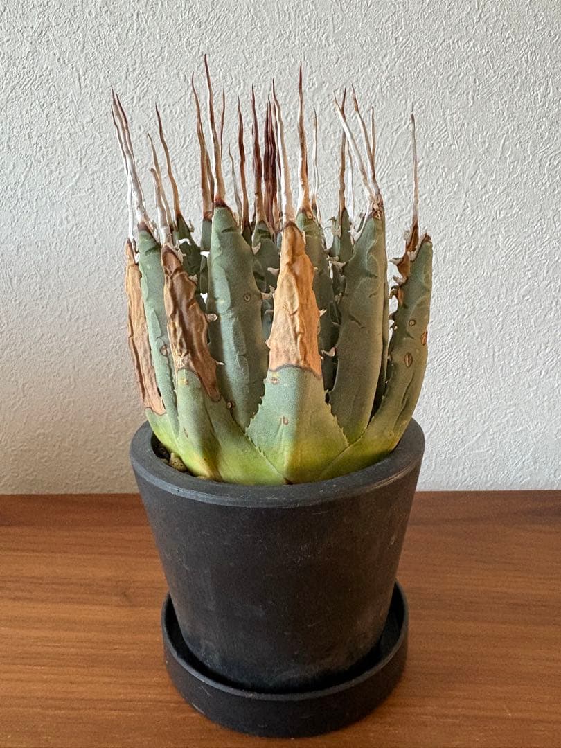 アガベ ユタエンシス エボリスピナ 陽炎 発根済み