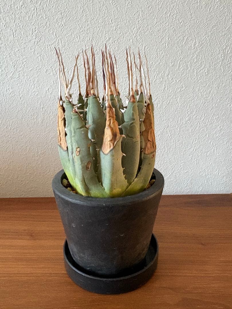 アガベ ユタエンシス エボリスピナ 陽炎 発根済み