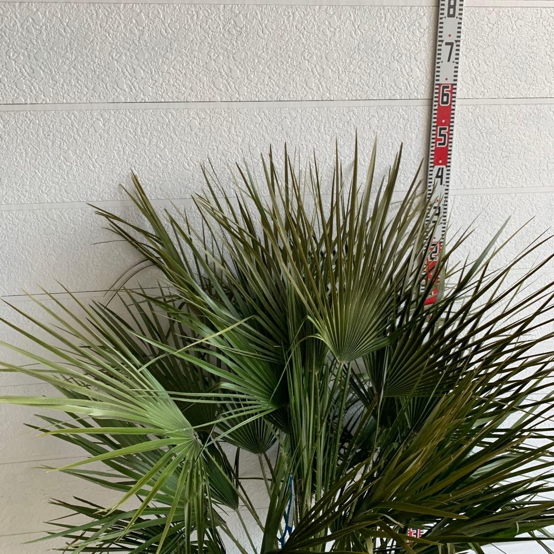 チャメロプス　大株　ドライガーデン　チャメロップス　耐寒性　アガベ 71