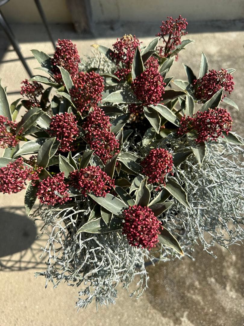 スキミアマジックマルロー