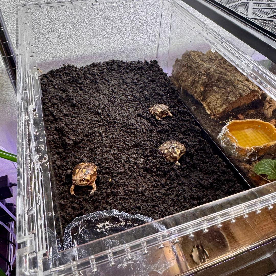 Oh-ちゃん　プラケースXL 2個