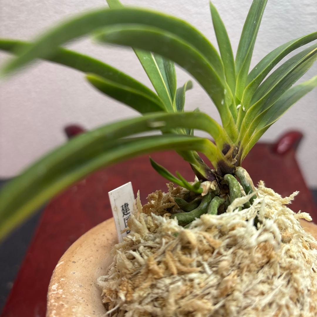 富貴蘭　風蘭　建国縞