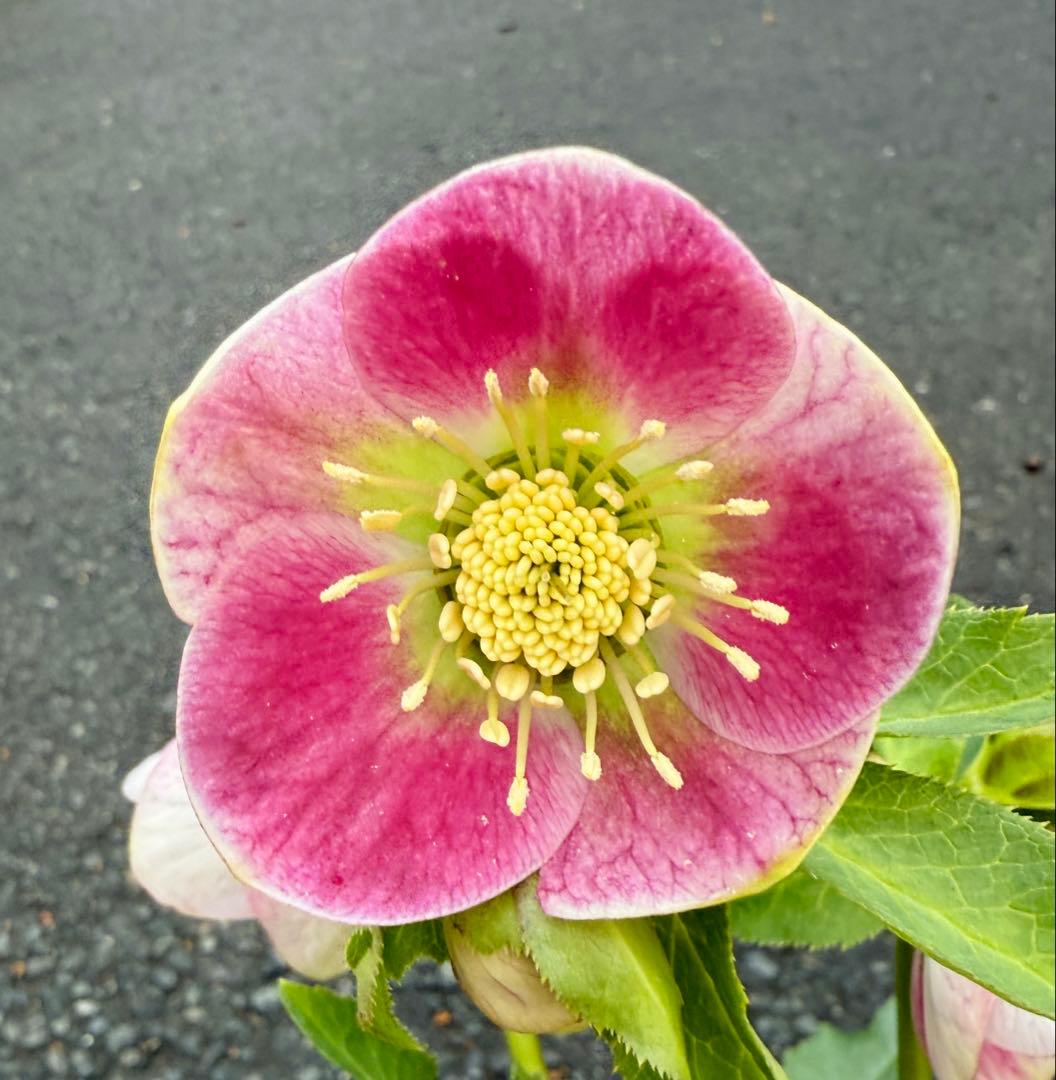 ★希少！★内弁鮮やかピンクパステリッシユストレイン★クリスマスローズ開花株