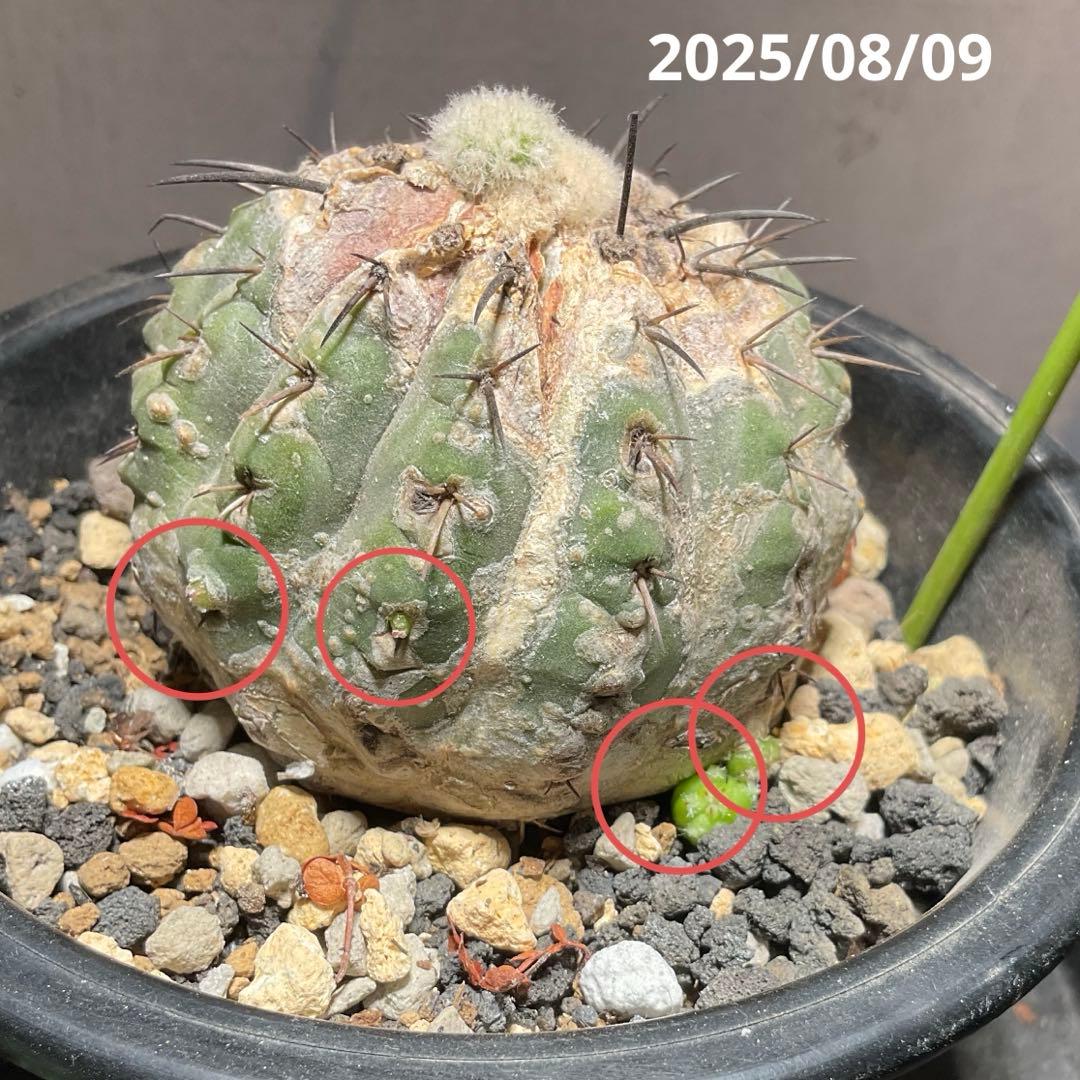 コピアポア　子吹き黒王丸　子株10個付き