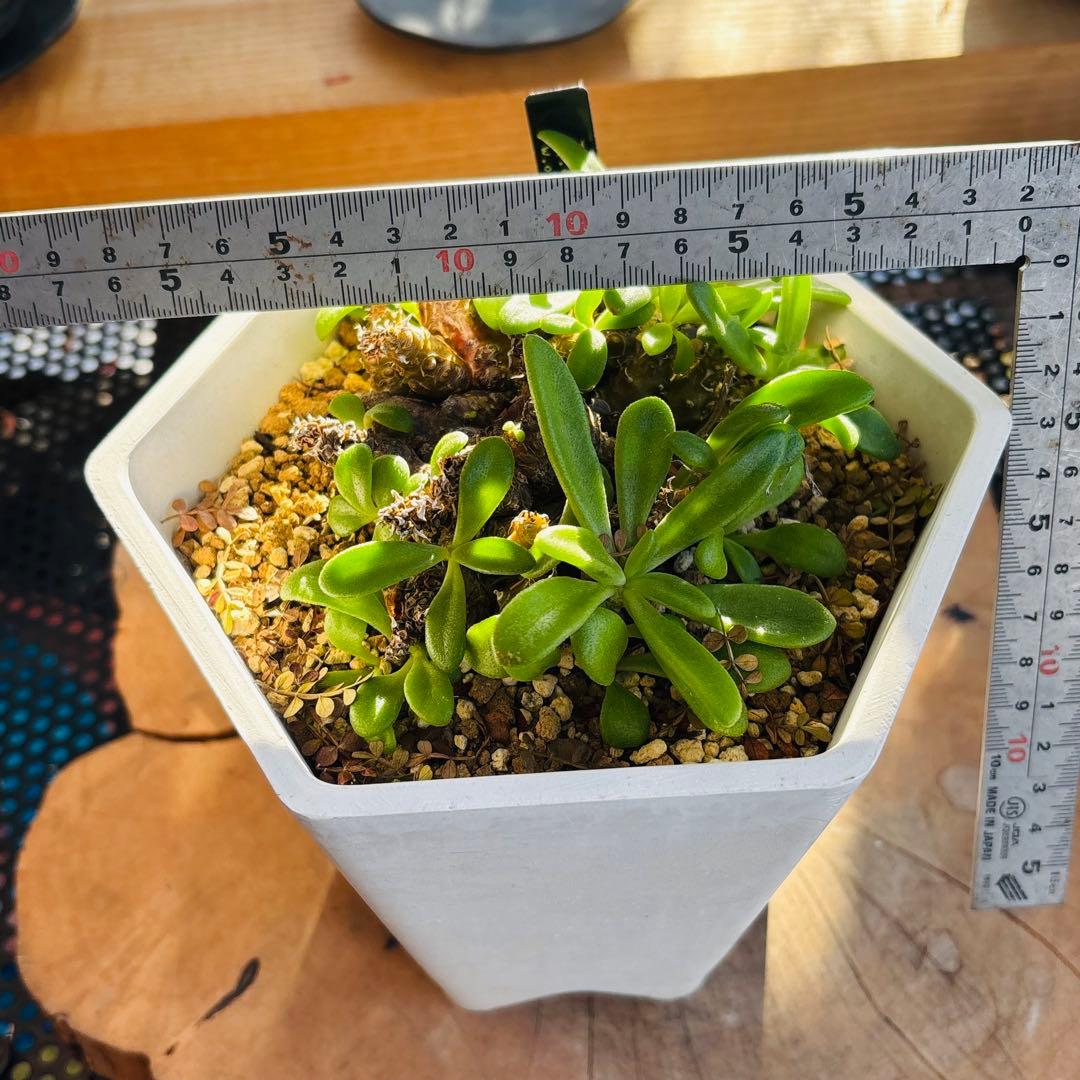 短期間限定超特価！希少 大株 チレコドン ラブラノス 塊根 冬型植物 万物想亜種