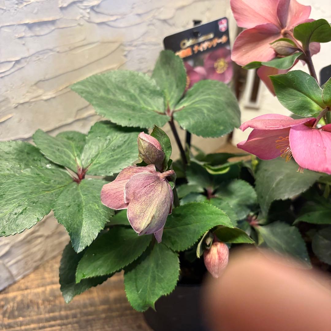 【特選】　クリスマスローズ　氷の薔薇　5寸4種4鉢　ガーデニング