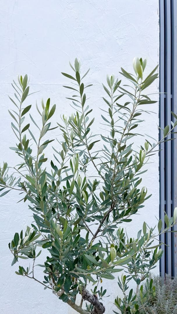 超美形。古木 仕立てオリーブ シプレッシーノ1.7M(鉢底から)