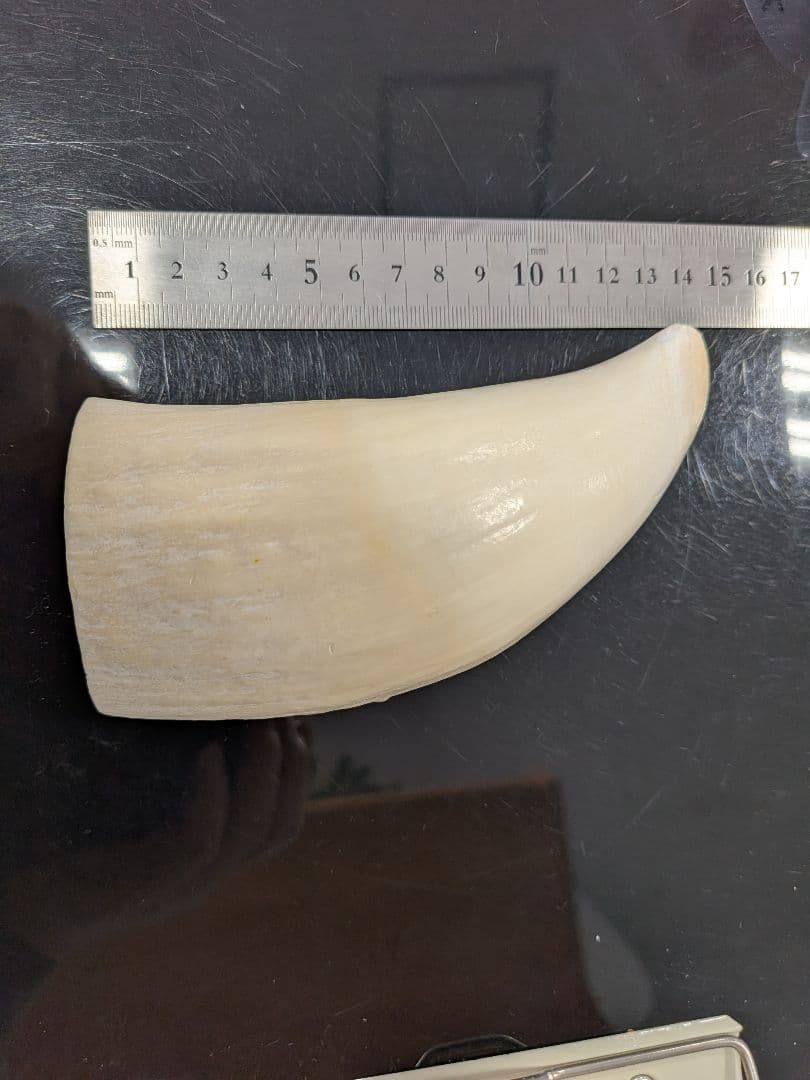 田中野夫マッコウ鯨歯　本物磨き済み！美品