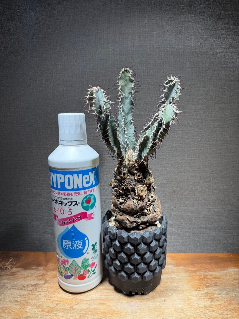 ユーフォルビア ムランジーナ