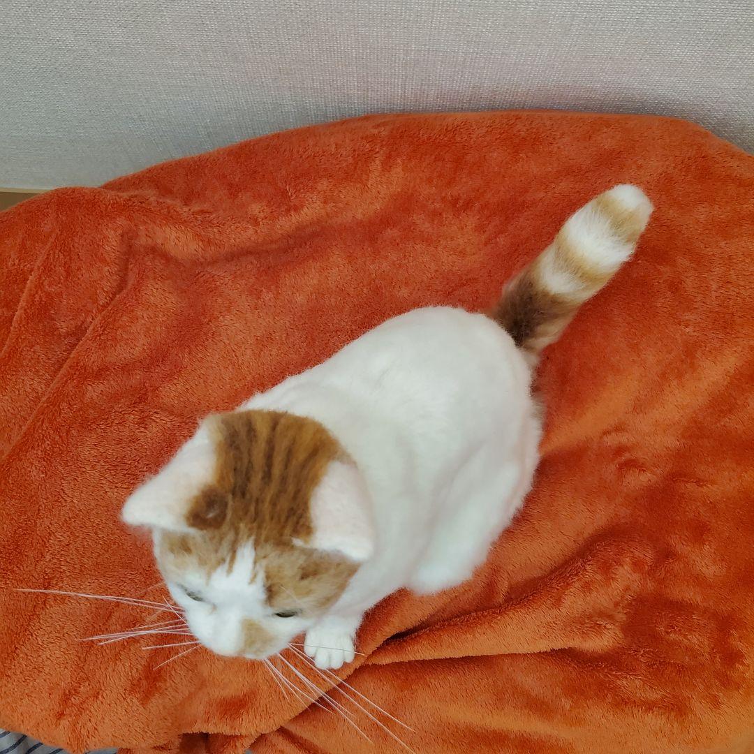 羊毛フェルト猫　ハンドメイド　茶白ハチワレ