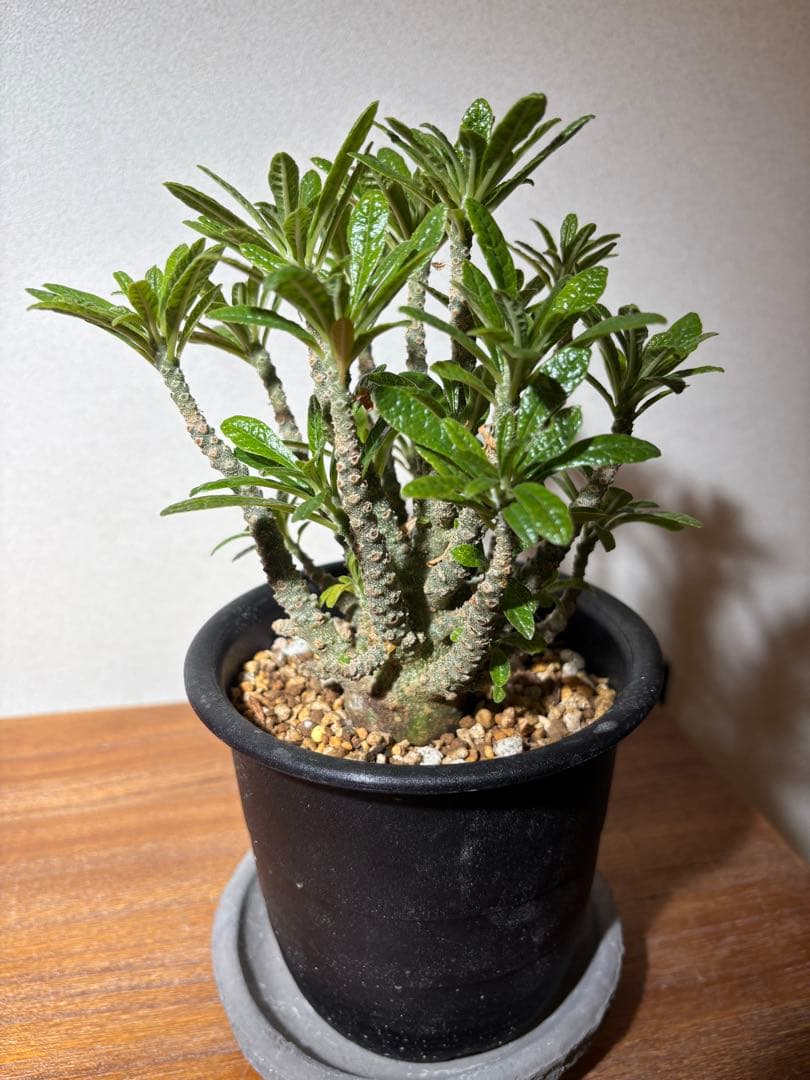 ドルステニアギガス 実生株 鉢ごとメルカリ便発送レア塊根植物