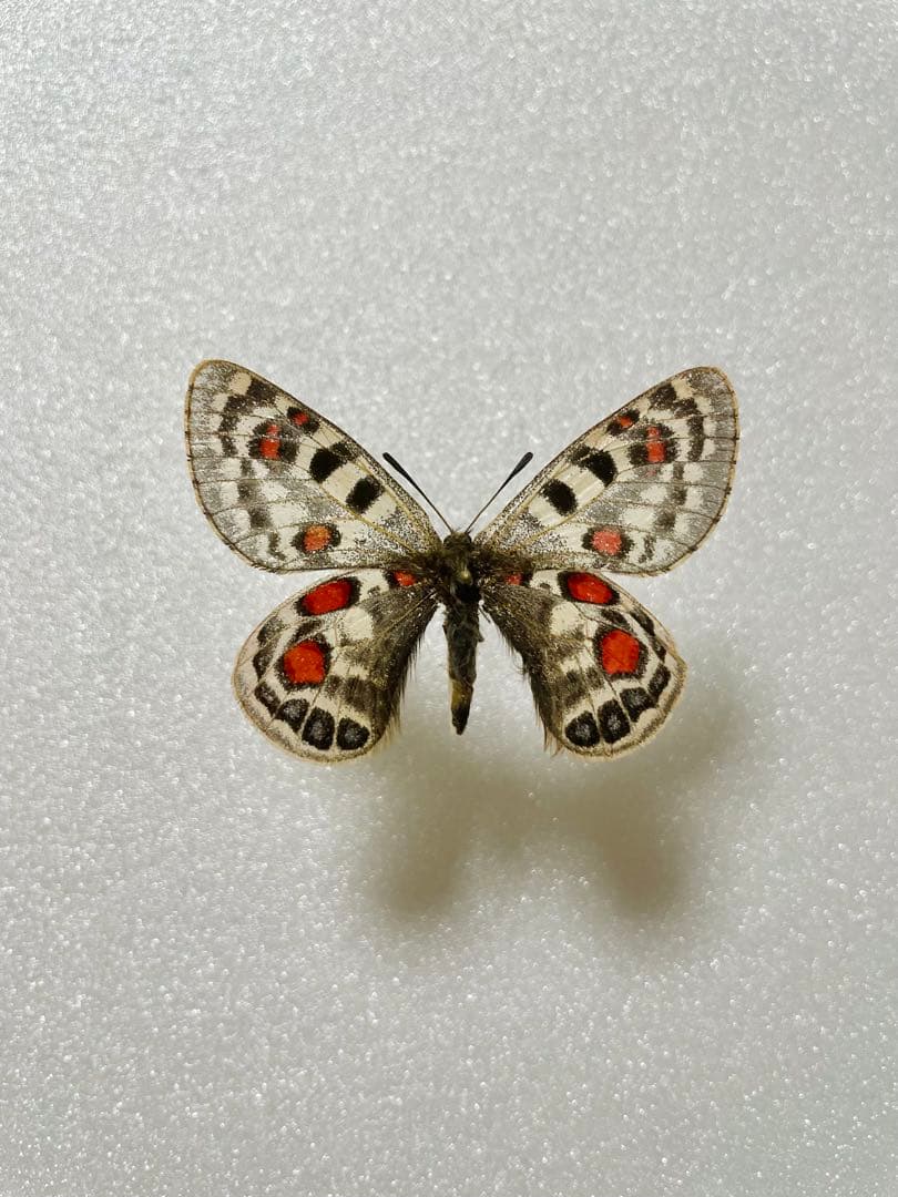 パルナシウス・アッコ・ホロハオアエ（メス、中国甘粛省）