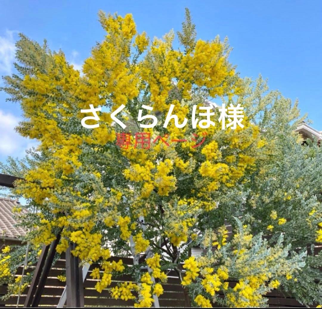 さくらんぼページ　パールアカシア