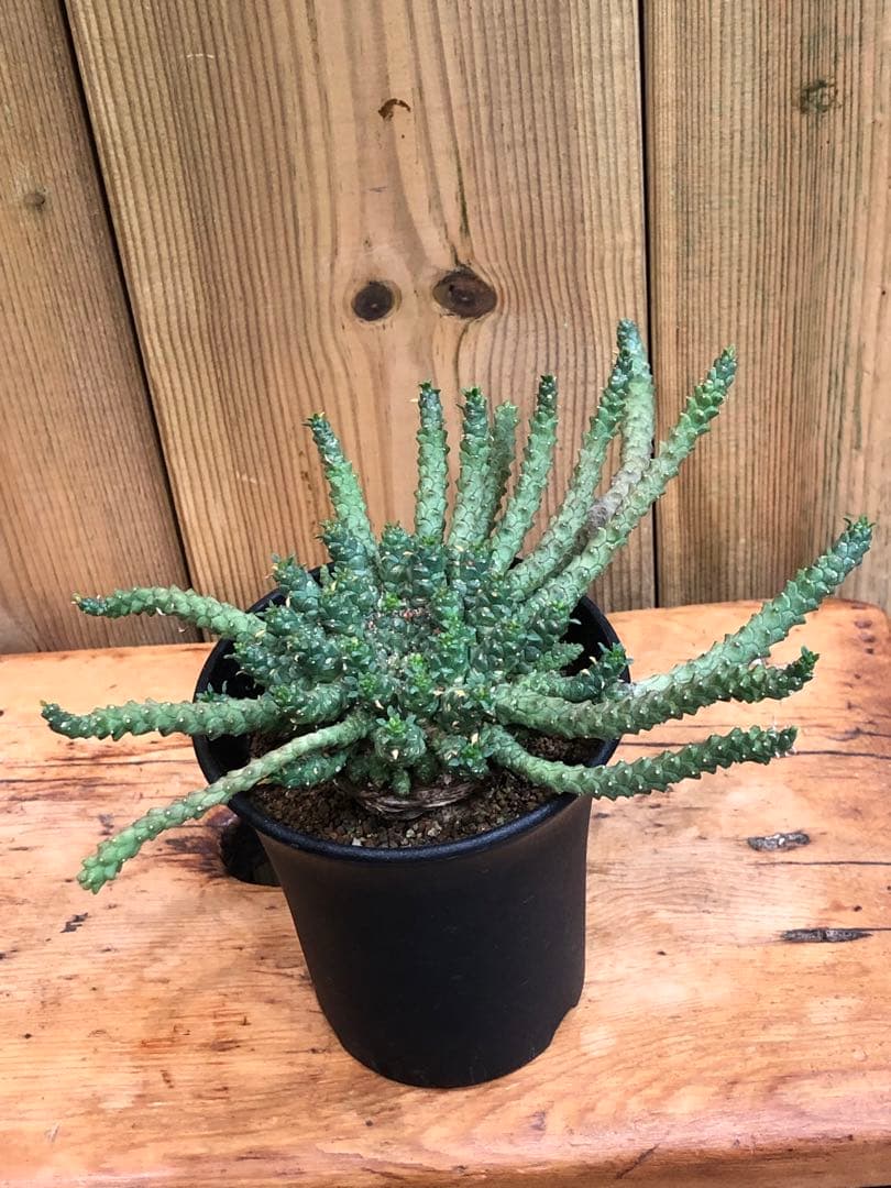 ユーフォルビア・ゴルゴニス