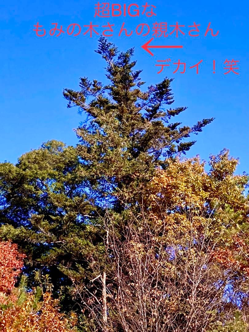 野生のワイルドなもみの木さん＊ネコポス【クリスマス花材＊ブーケ】樅の木＊柊＊万両
