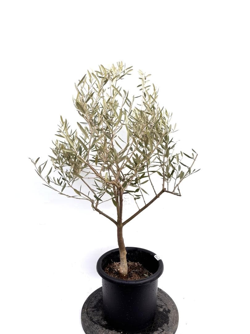 オリーブの木　デルモロッコ　8号　約110cm　K-325　希少品種　現品掲載