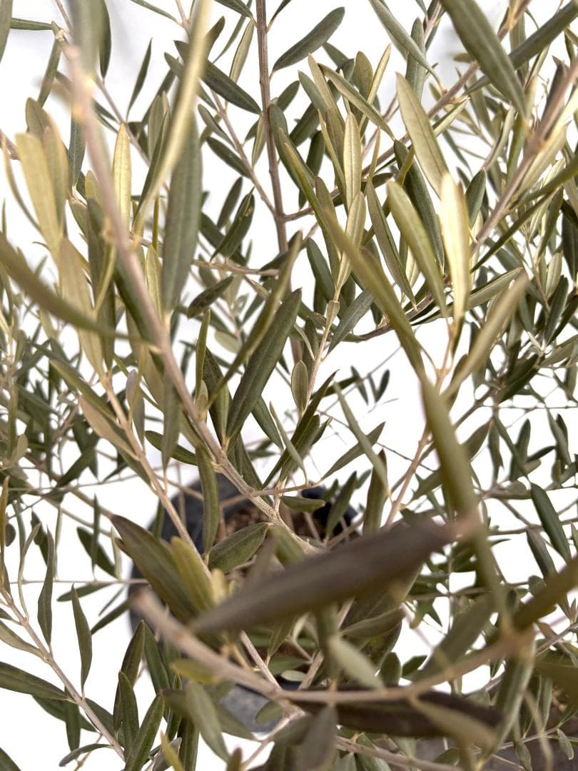 オリーブの木　デルモロッコ　8号　約110cm　K-325　希少品種　現品掲載