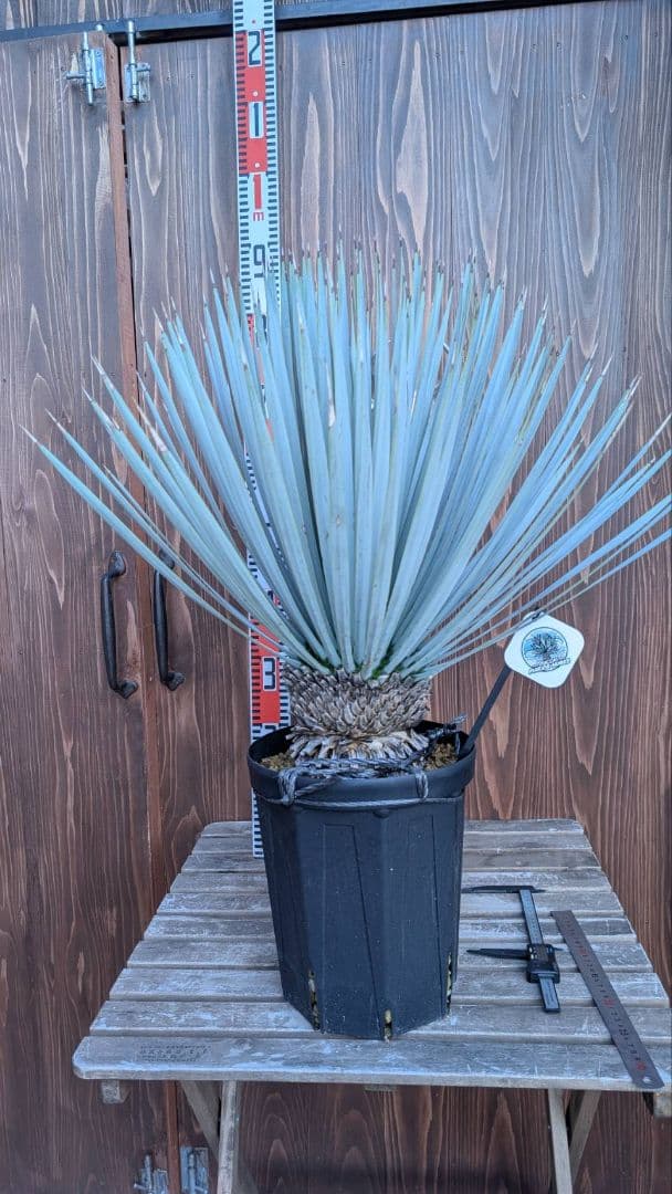 ハイブリッドユッカ マルデヌベス ロストラータ