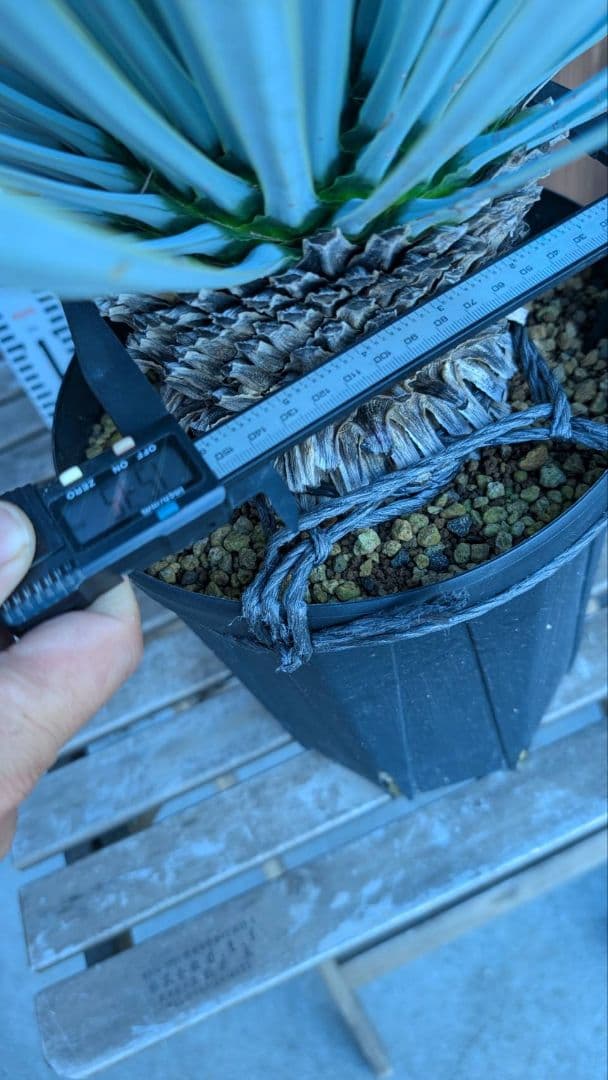 ハイブリッドユッカ マルデヌベス ロストラータ