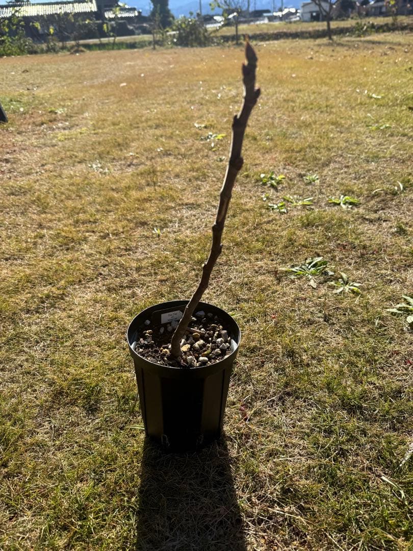 Bella di Maria 剪定後発送 イチジク いちじく 穂木 苗