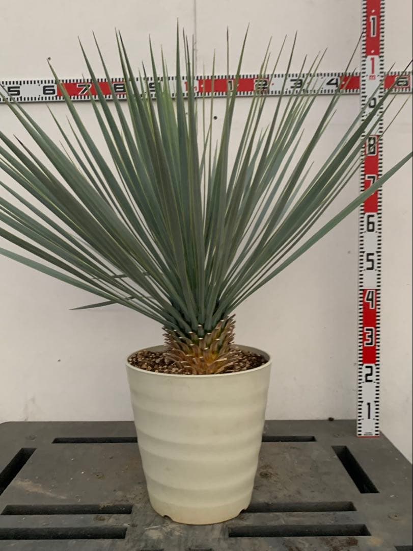 エ*ス様 ユッカ　ロストラータ　白鉢