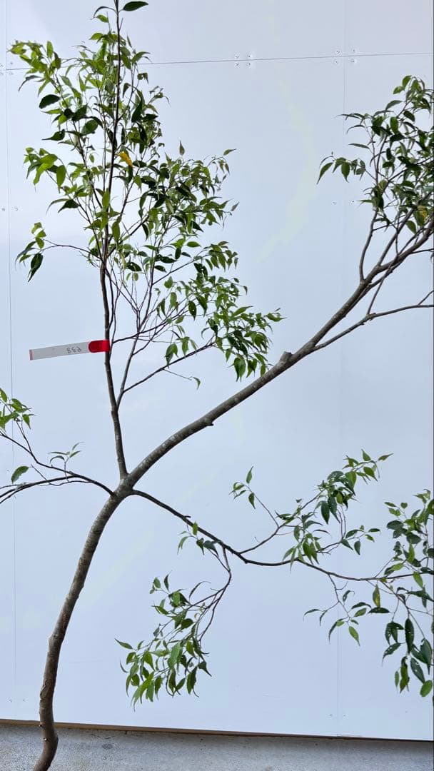 希少な単幹樹形 山採り ハイノキ 株立 638 樹高1.6 m位 高級樹