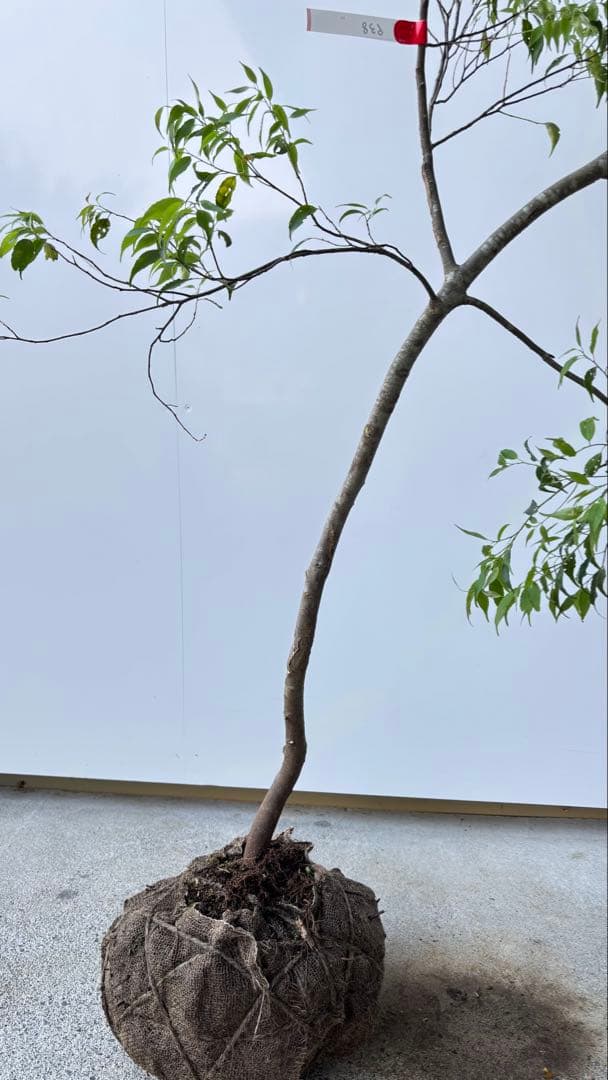 希少な単幹樹形 山採り ハイノキ 株立 638 樹高1.6 m位 高級樹