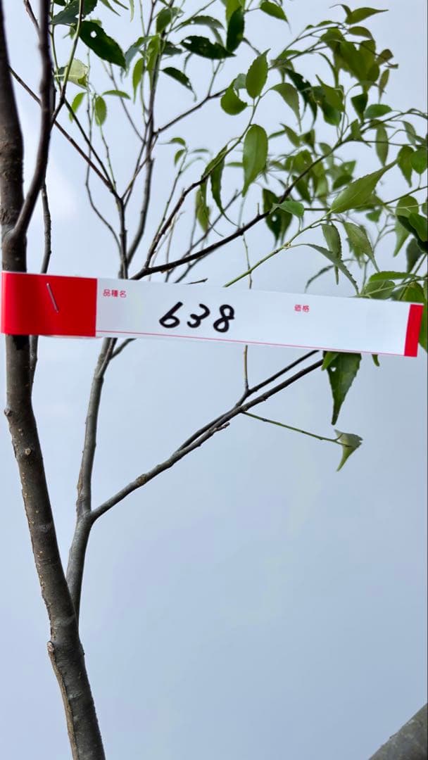 希少な単幹樹形 山採り ハイノキ 株立 638 樹高1.6 m位 高級樹