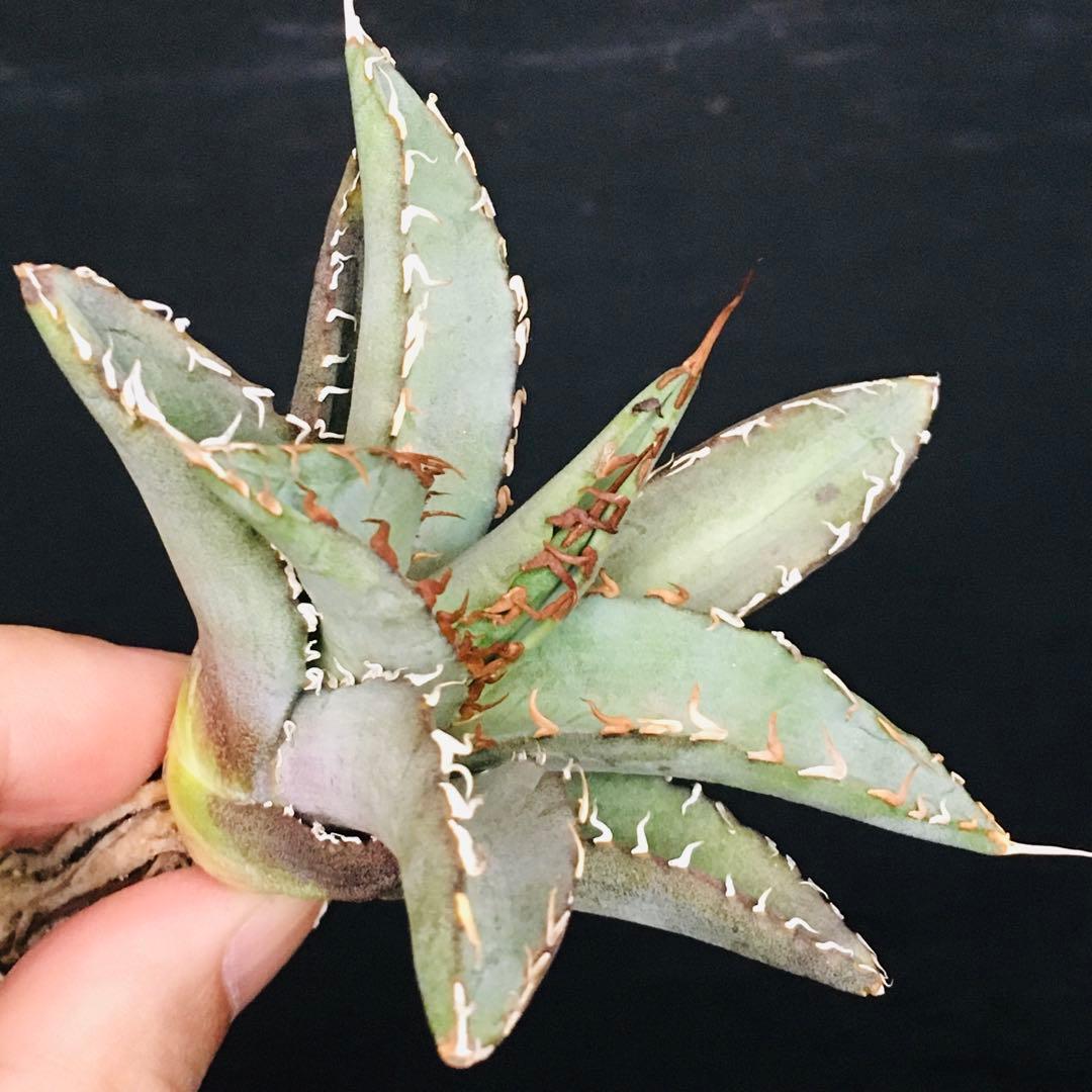 【高騰品種】1 白銀金剛 極上白棘 アガベチタノタ SilverKingKong