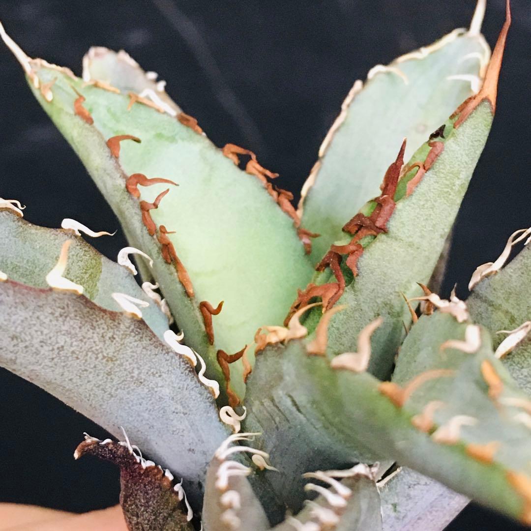 【高騰品種】1 白銀金剛 極上白棘 アガベチタノタ SilverKingKong