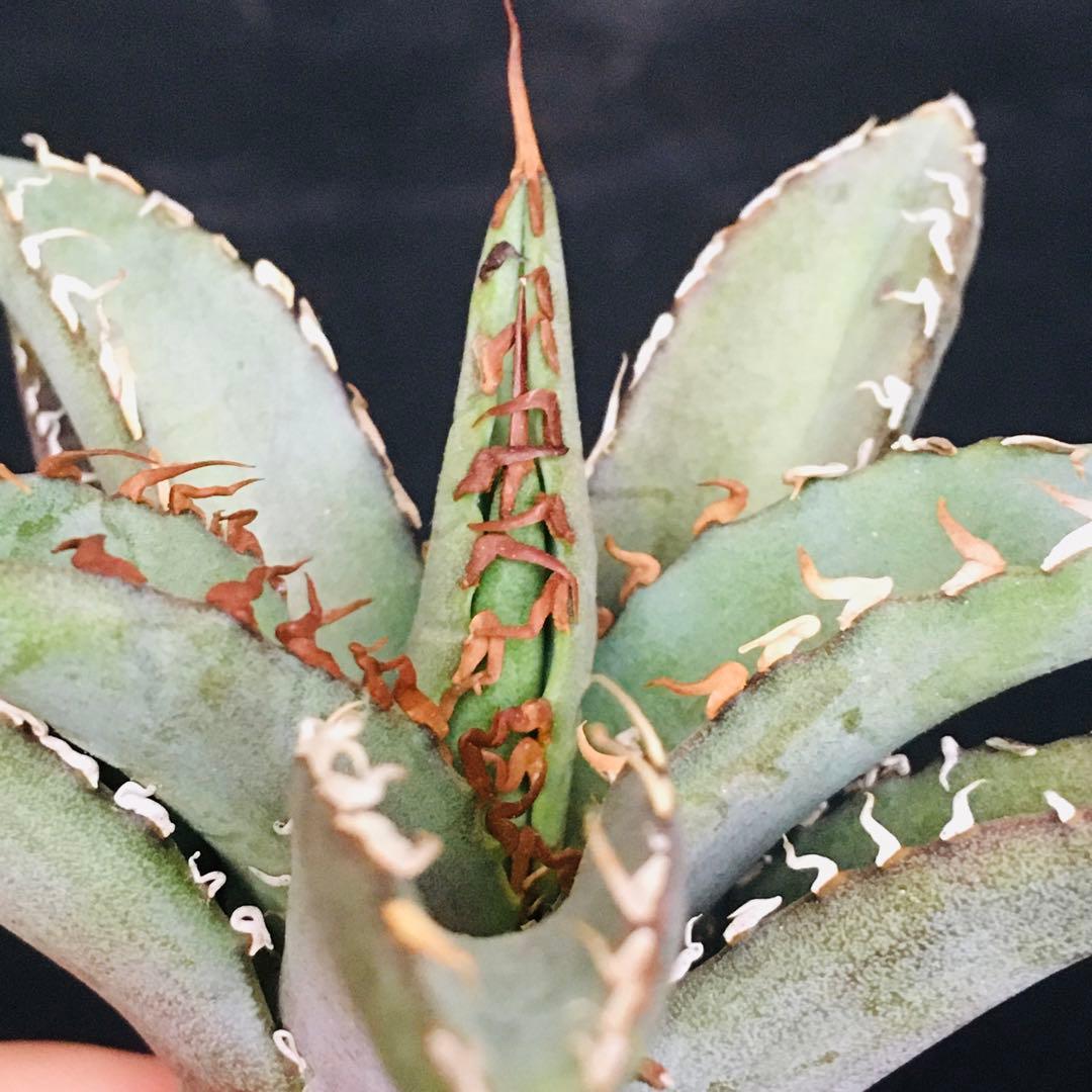 【高騰品種】1 白銀金剛 極上白棘 アガベチタノタ SilverKingKong