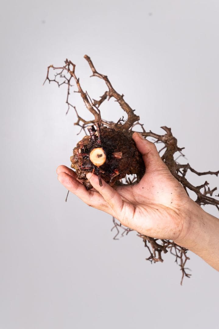 ★本日13時〆 LP89 オペルクリカリア パキプス コーデックス ベアルート株