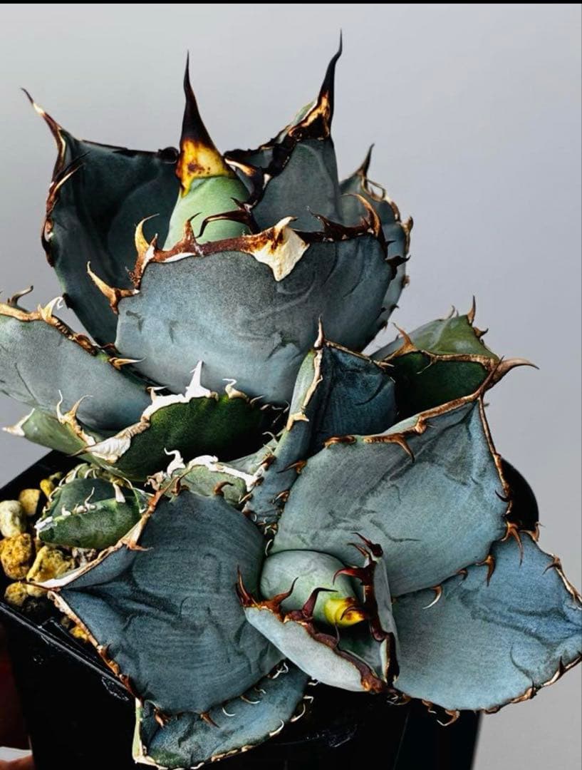 AGAVE OTEROI 実生株（青葉系）