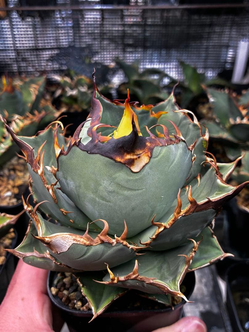 AGAVE OTEROI 実生株（青葉系）