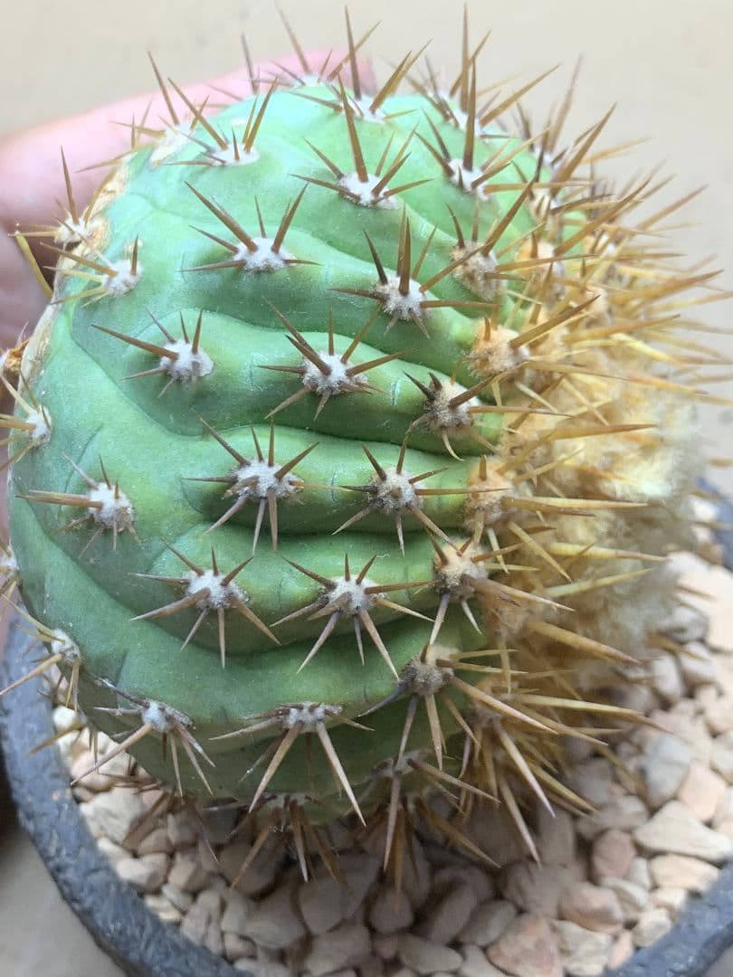 ワ*郎様 D122 コピアポア　コルムナアルバ　孤竜丸 棘も綺麗