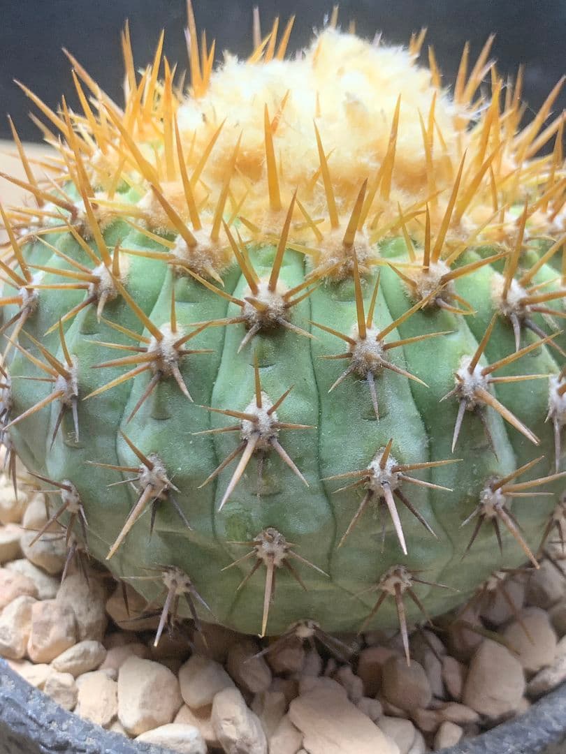 ワ*郎様 D122 コピアポア　コルムナアルバ　孤竜丸 棘も綺麗