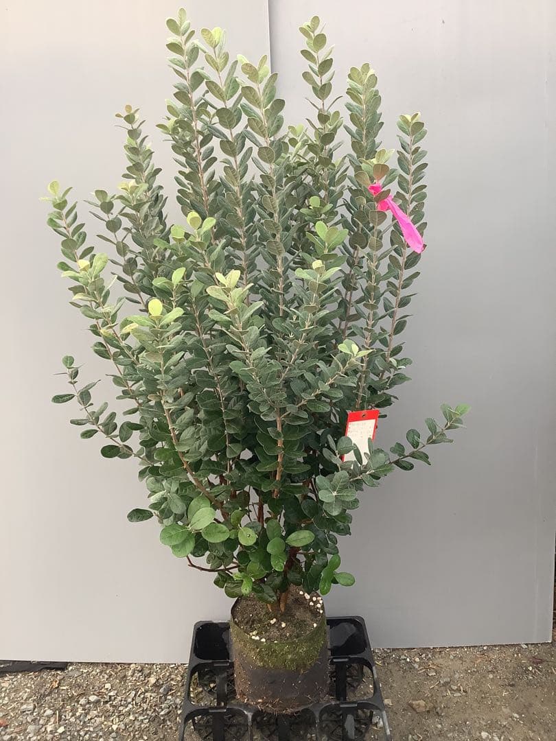 7-37果樹【いた　フェイジョア】樹高約120cm【送料込み】