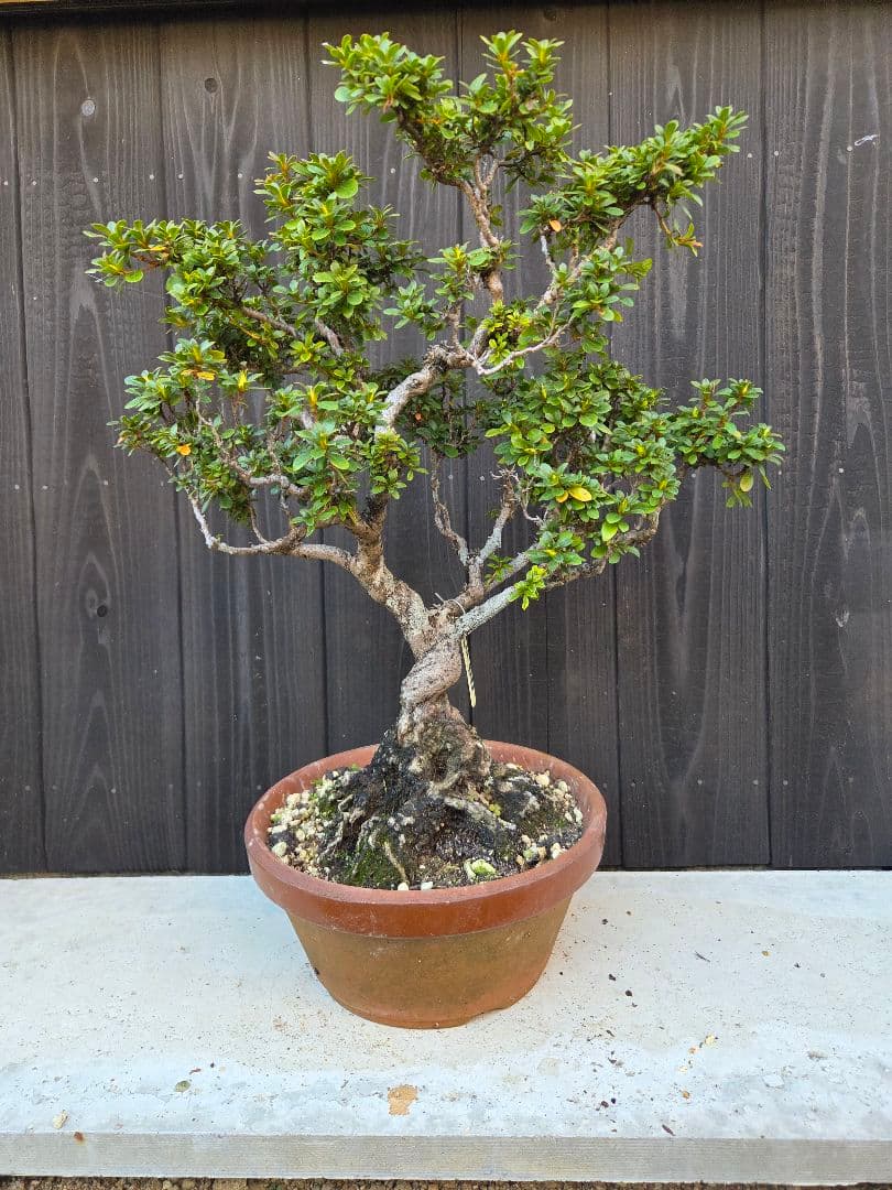 【みかりんさま専用】皐月盆栽「玉蓮」