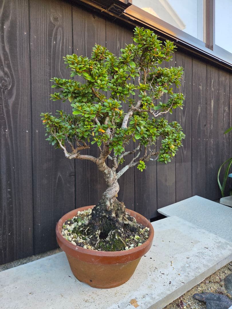 【みかりんさま専用】皐月盆栽「玉蓮」