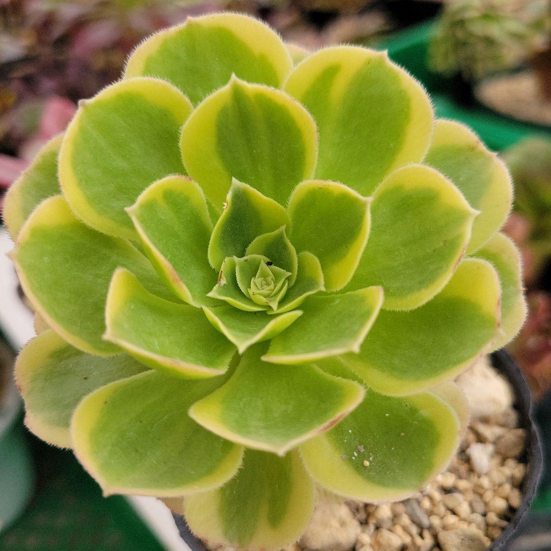 専用。イエローミルクティー錦　大　　　抜き苗