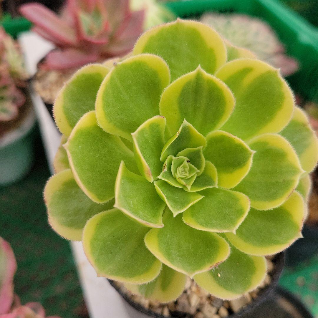 専用。イエローミルクティー錦　大　　　抜き苗