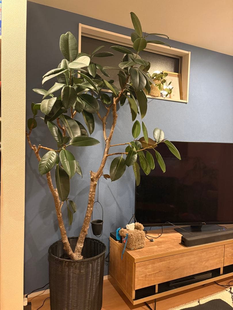 引き取り限定！フィカス 約2m 大型観葉植物　フィカスバーガンディー