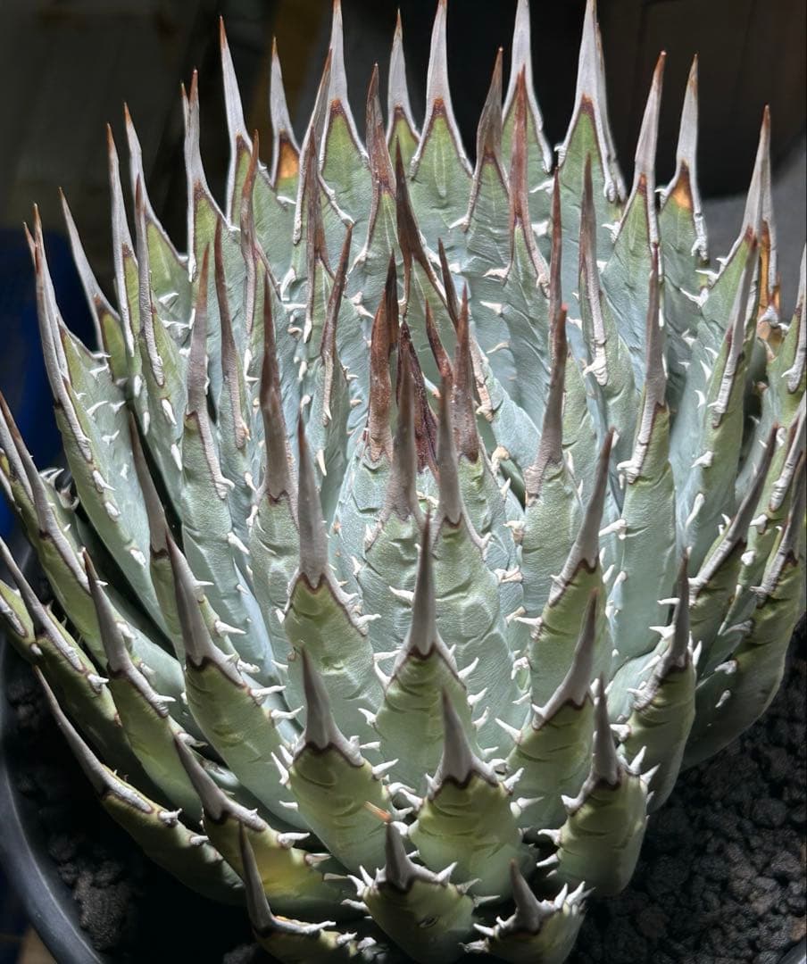 アガベutahensis eborispina 青葉 大株 太鋸歯 美株