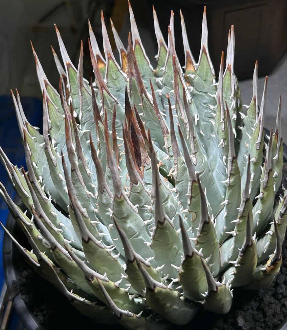 アガベutahensis eborispina 青葉 大株 太鋸歯 美株