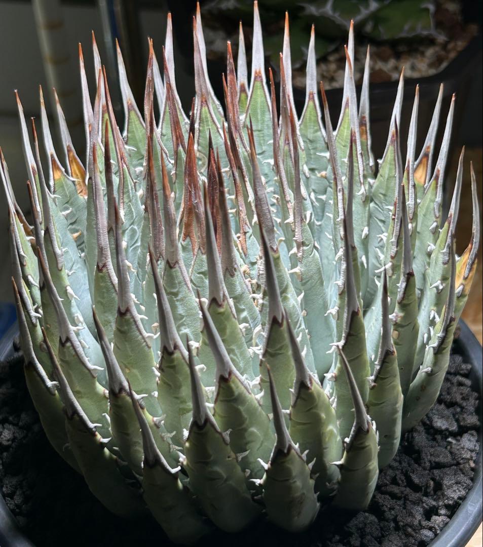 アガベutahensis eborispina 青葉 大株 太鋸歯 美株