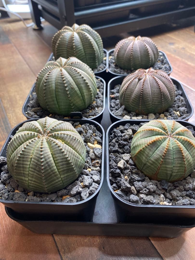 ユーフォルビアオベサ 6株セット