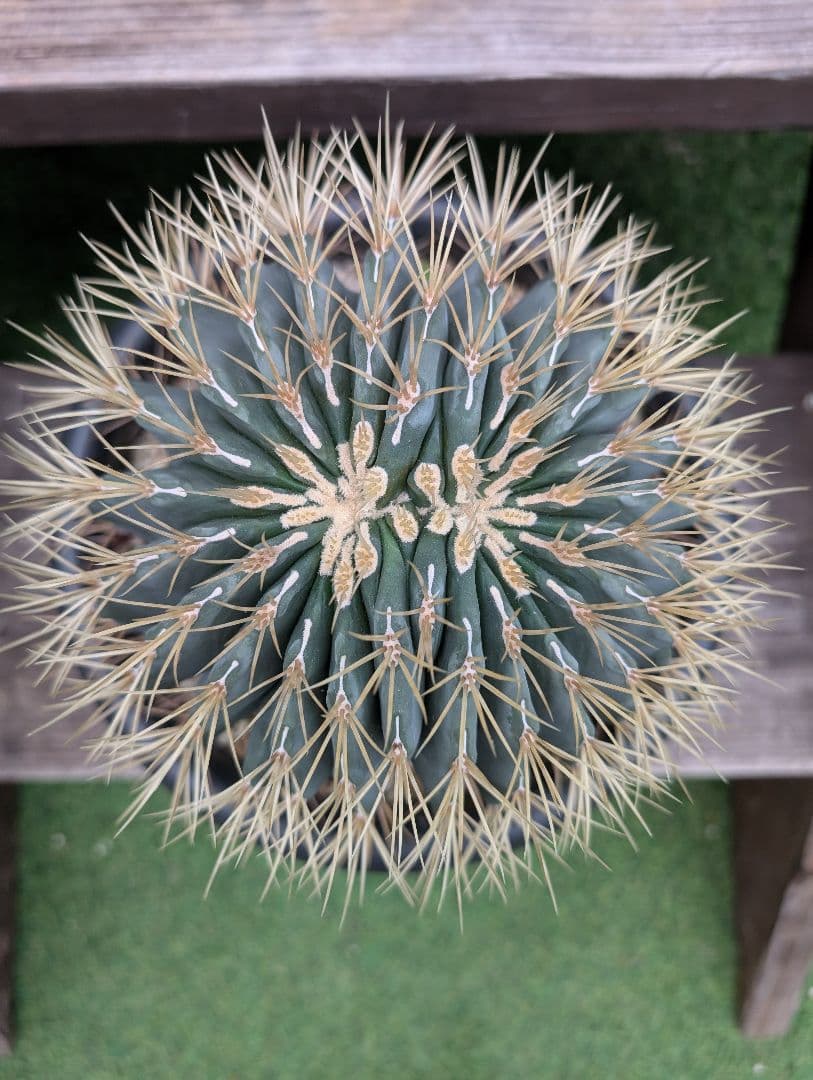 フェロカクタス王冠竜モンスト　激レア　希少 サボテン　綴化