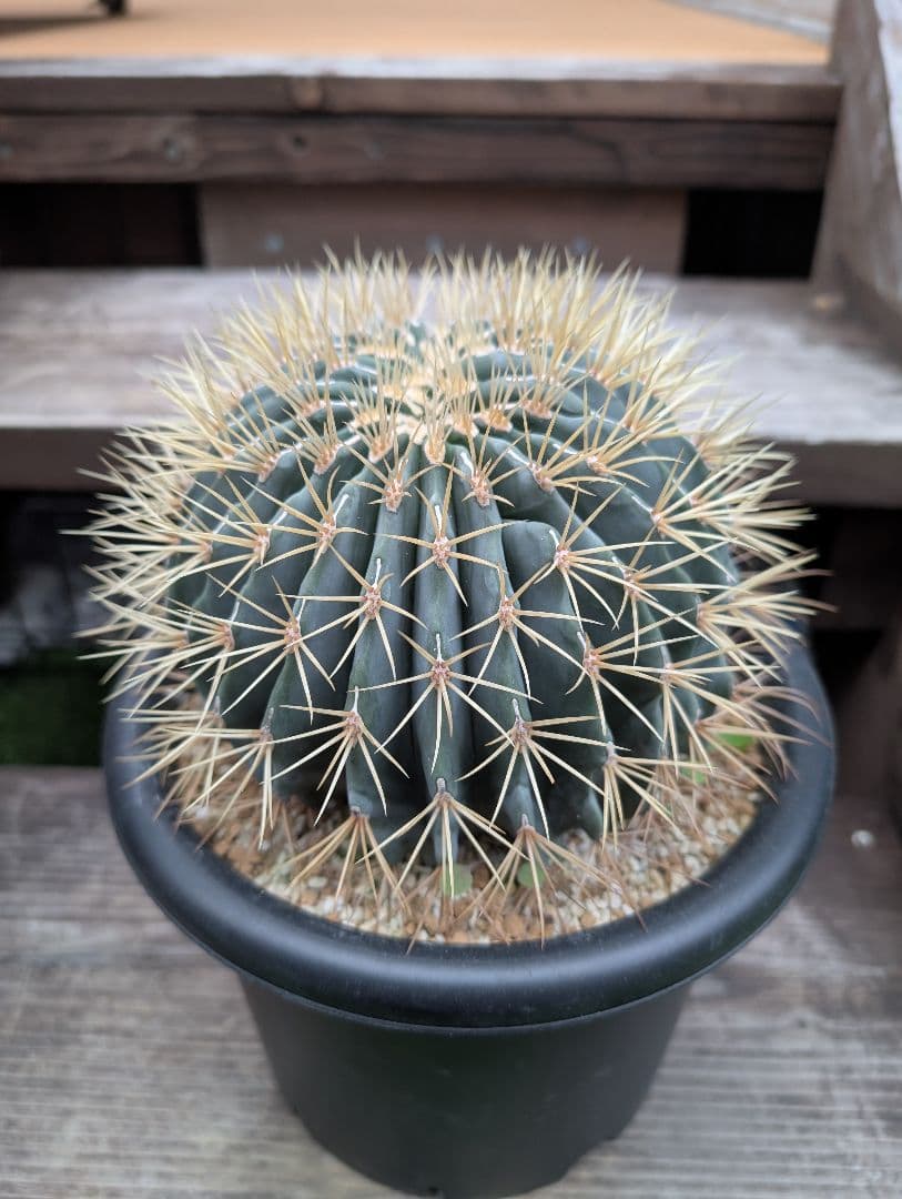 フェロカクタス王冠竜モンスト　激レア　希少 サボテン　綴化