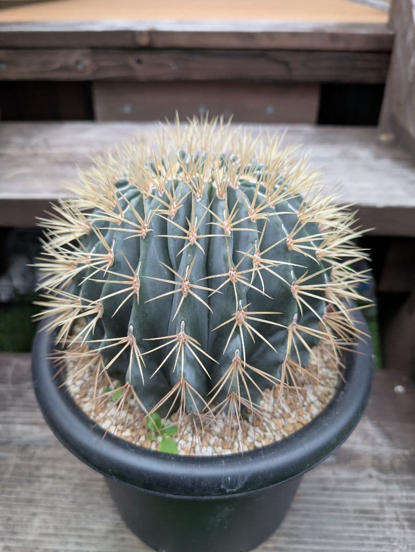 フェロカクタス王冠竜モンスト　激レア　希少 サボテン　綴化